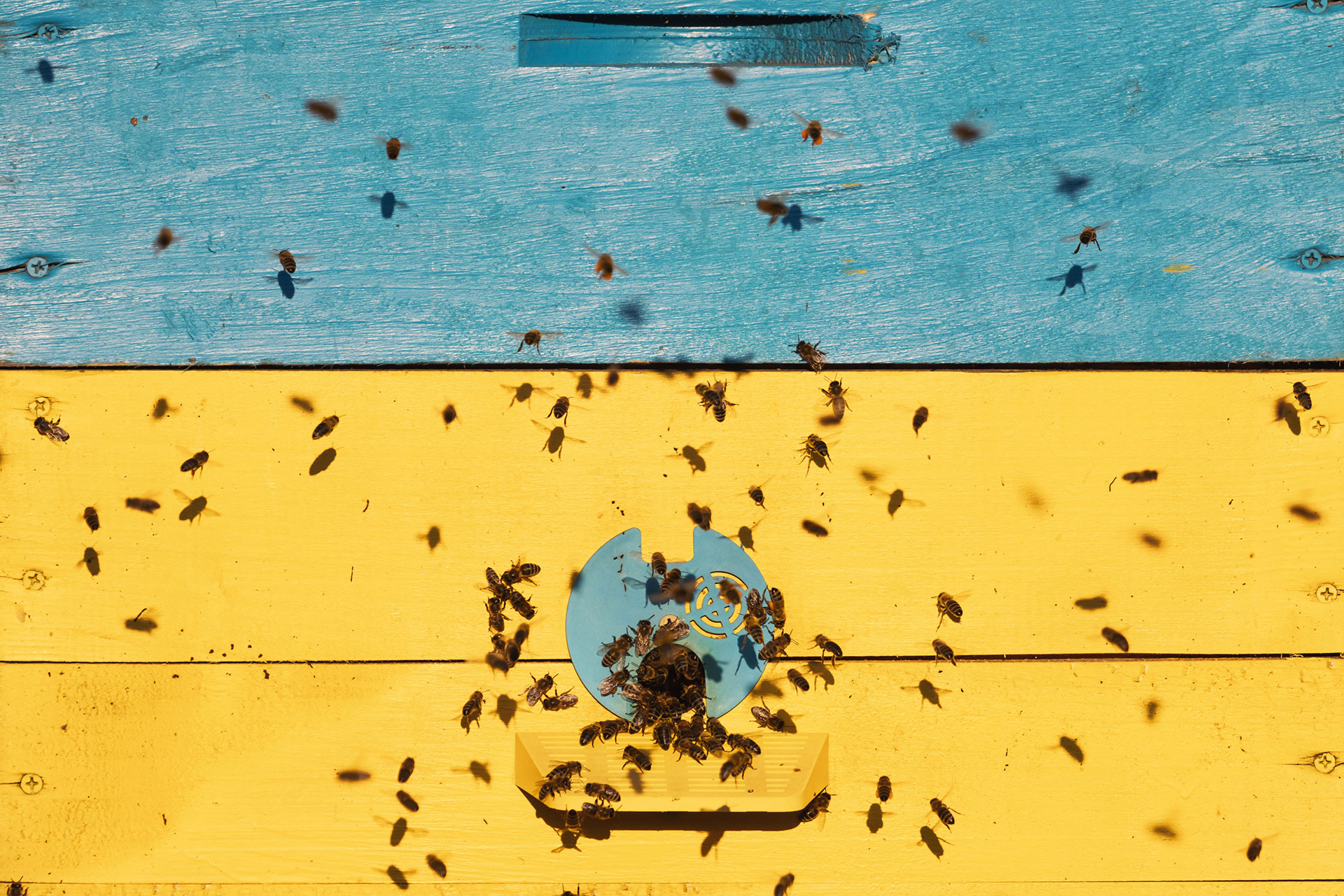 bee box