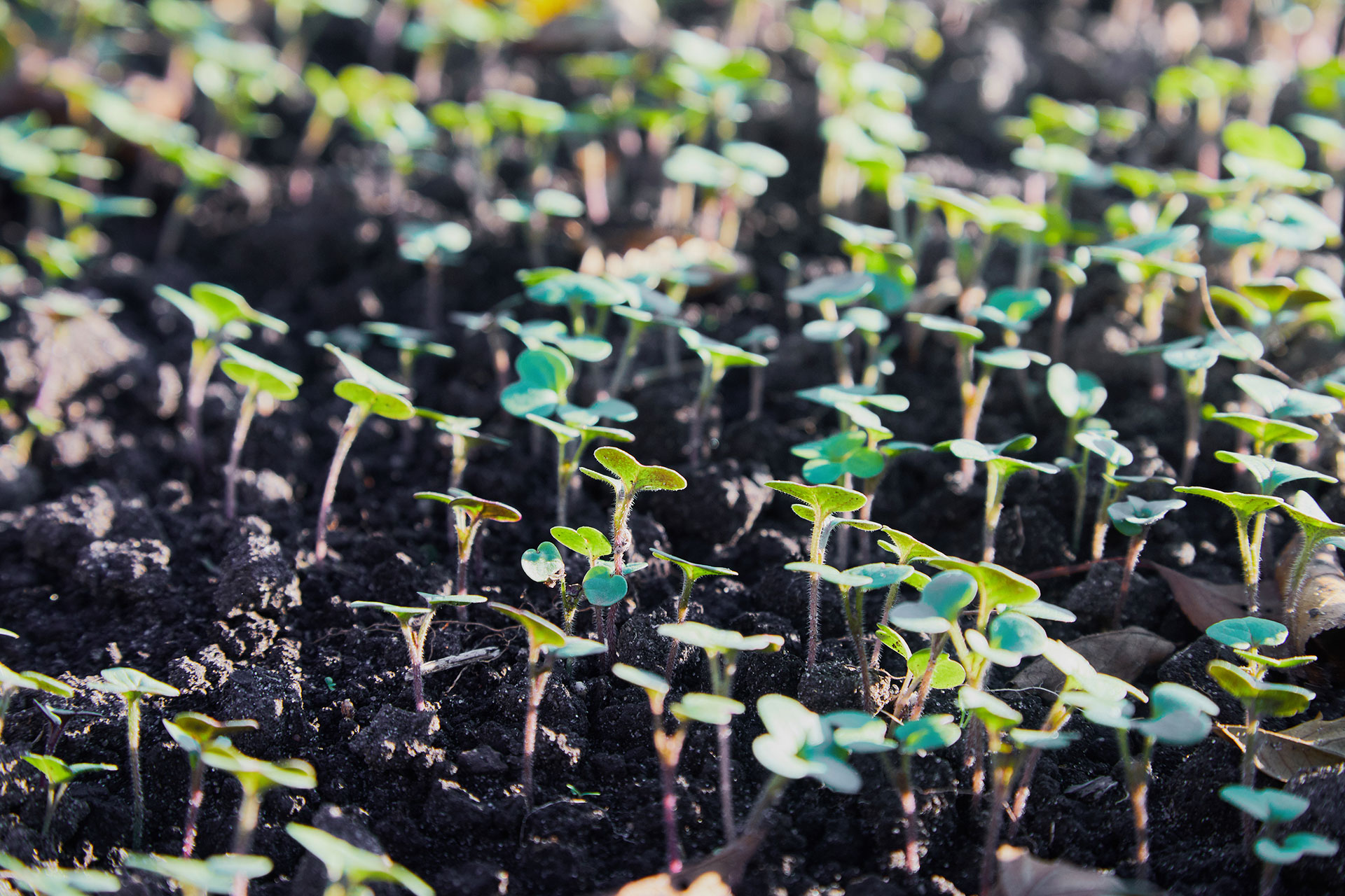 canola seedlings